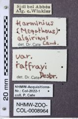Etiketten zu Megathous algirinus (NHMW-ZOO-COL-0008964)
